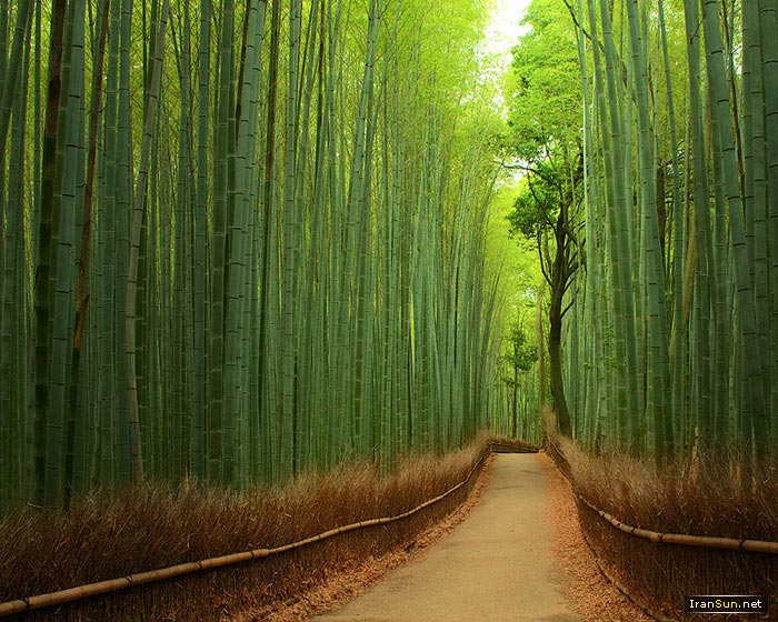 jangale bambo japon