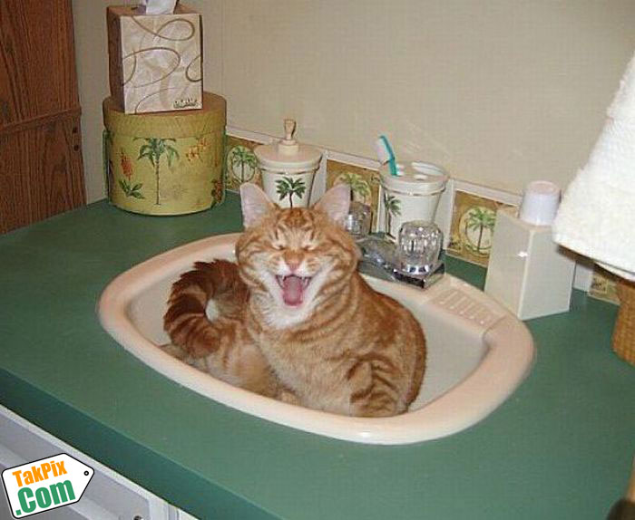  عکس های جالب و خنده دار از گربه ها مجموعه اول - Www.Newnet.Ir